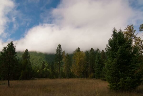 The video depicts a serene time-lapse landscape featuring a dense forest with a variety of trees, predominantly evergreens.